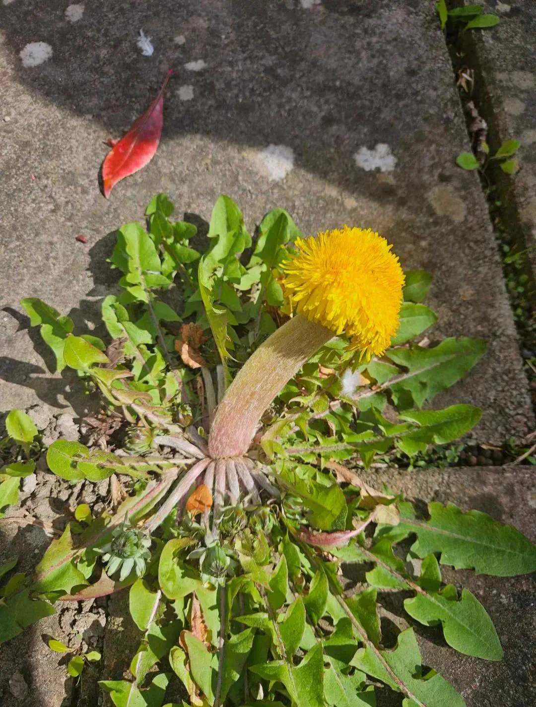 22 Mind-Blowing Absolute Units You Won't Believe Exist! 🦙🤯 38 Absolute Units of a dandelion