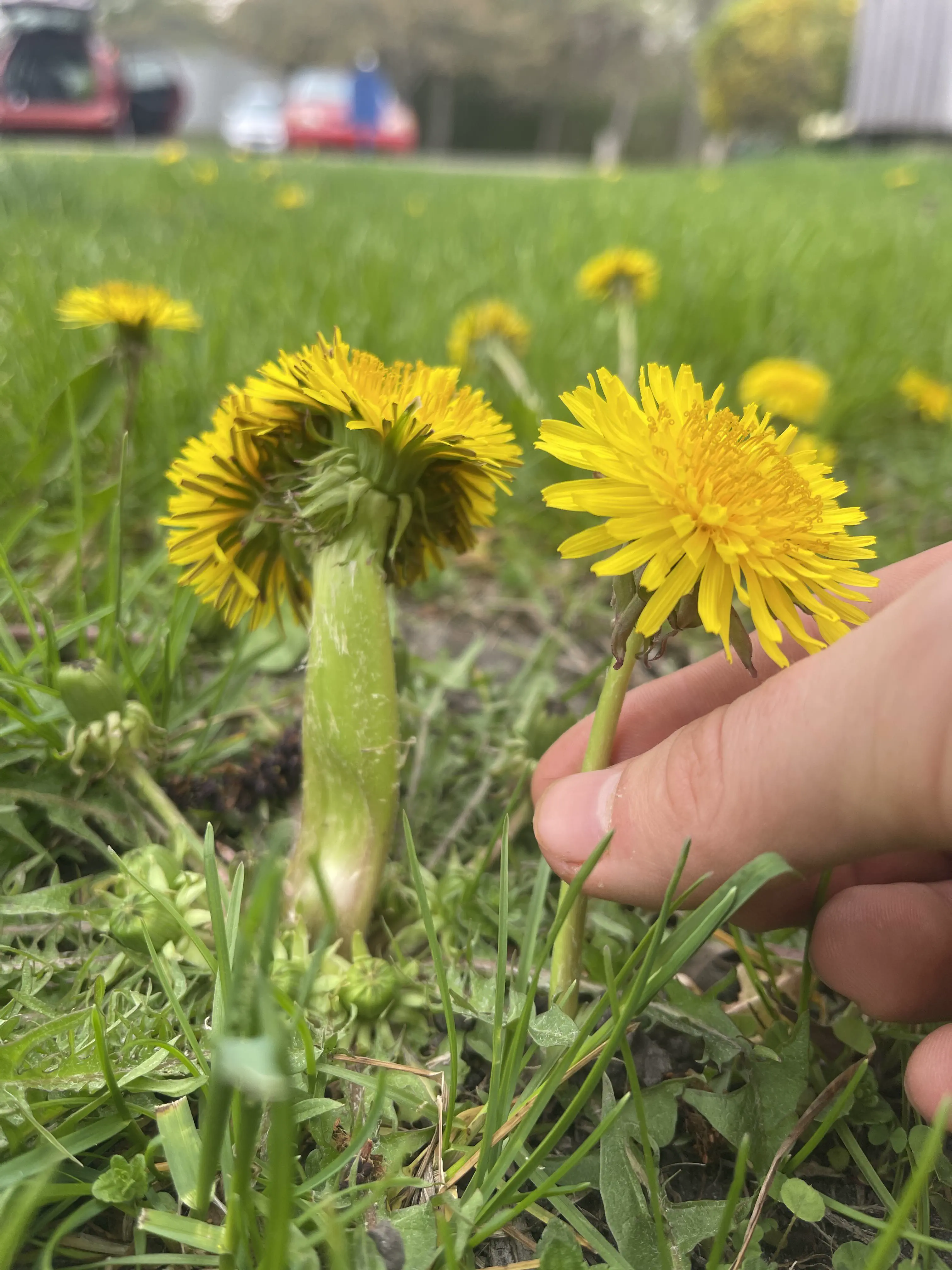 22 Massive Beasts That Will Leave You Stunned! đđ„ 28 Absolute Units of a dandelion