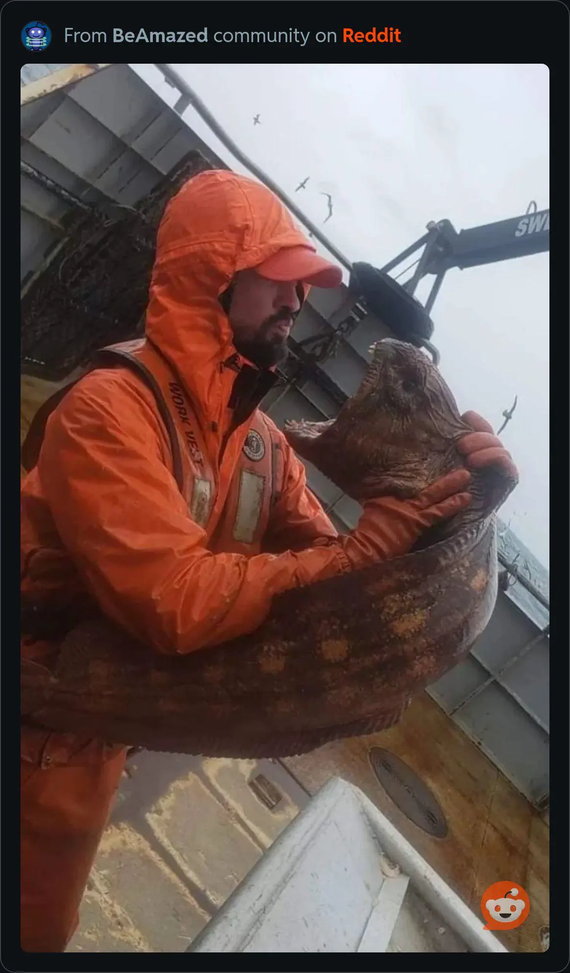 19 Mammoth Marvels That Are Too Big to Ignore! đ 23 Absolute Units of a Deep Sea Wolf Eel