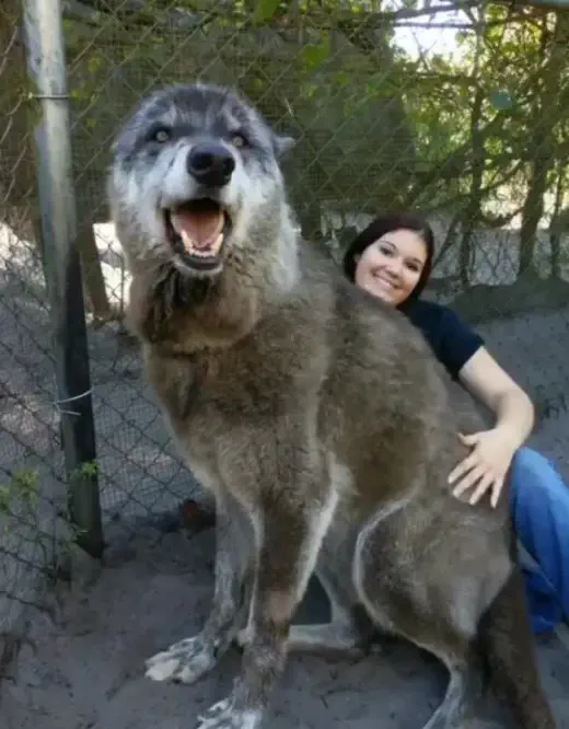 Absolute Units of a dog