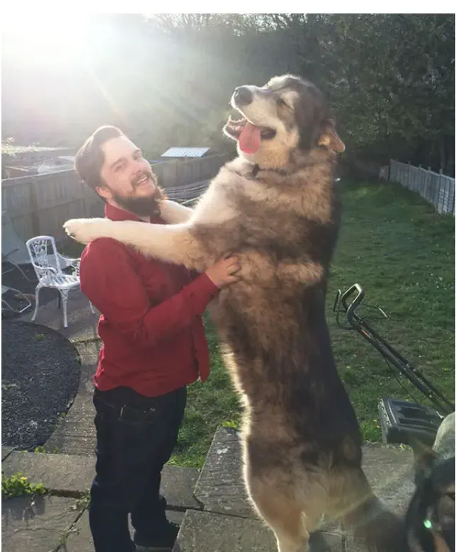 16 Absolute Units You Have to See ✨ 19 Absolute Units of a dog