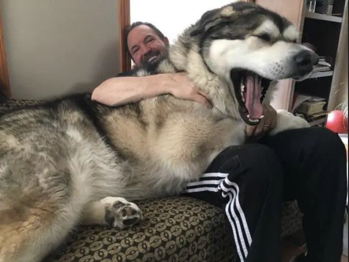 19 Mammoth Marvels That Are Too Big to Ignore! đ 30 Absolute Units of a dog