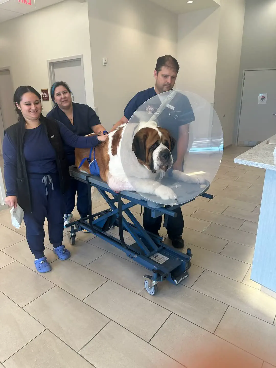 18 Insane Absolute Units That Will Blow Your Mind! đđŸ 30 Absolute Units of a dog cone