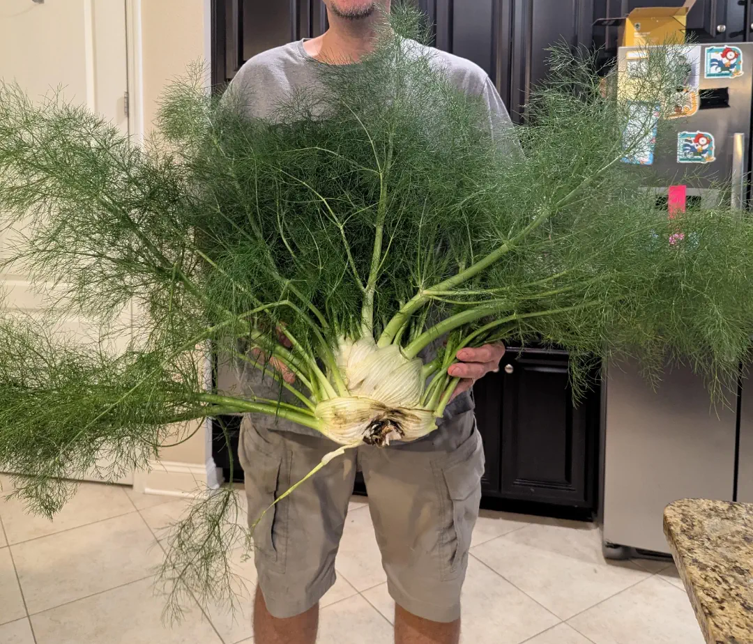 17 Unbelievably Massive Oddities You Must See! đđ 29 Absolute Units of a fennel plant