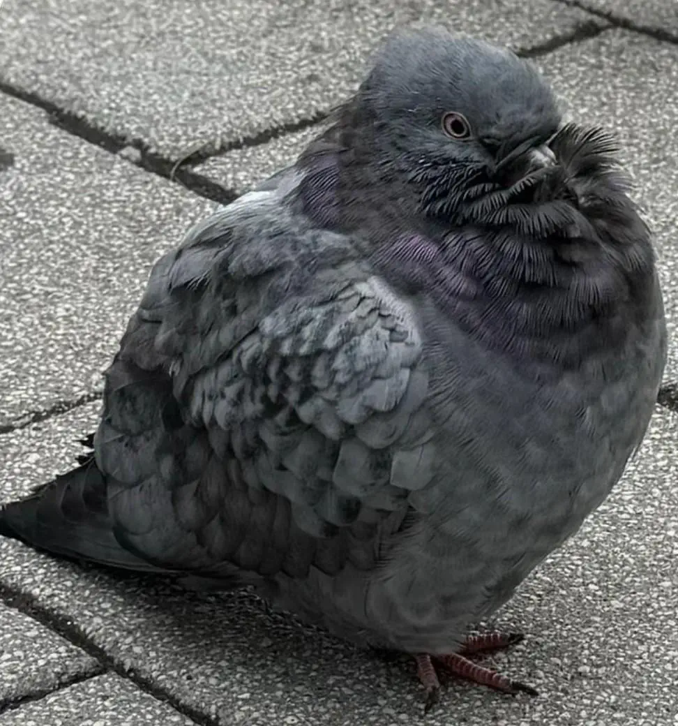 18 Chonky Legends That’ll Make You Gasp 🔥 33 Absolute Units of a fluffy pigeon