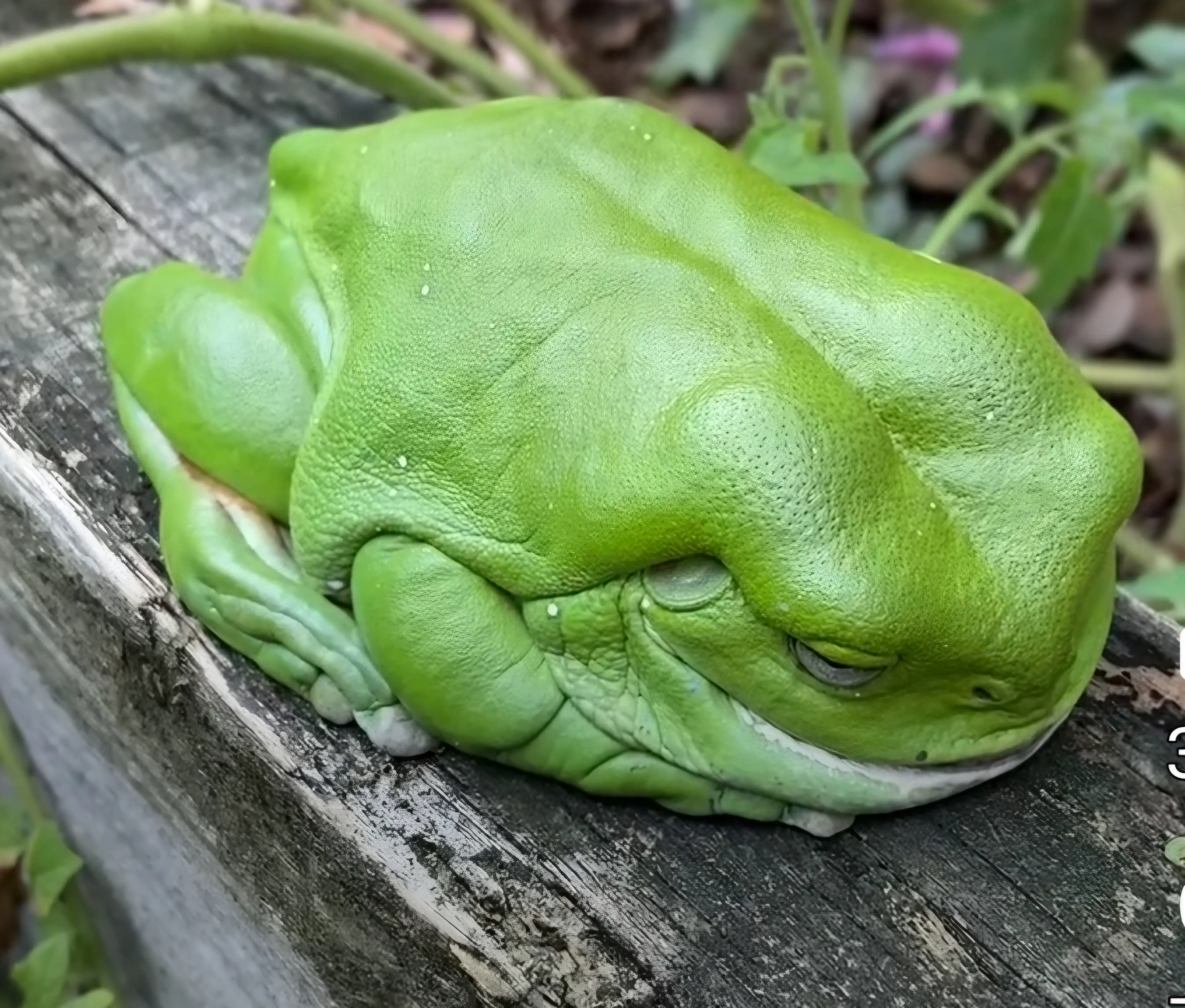13 Giant Wonders That You Have to Witness! đ⥠19 Absolute Units of a frog