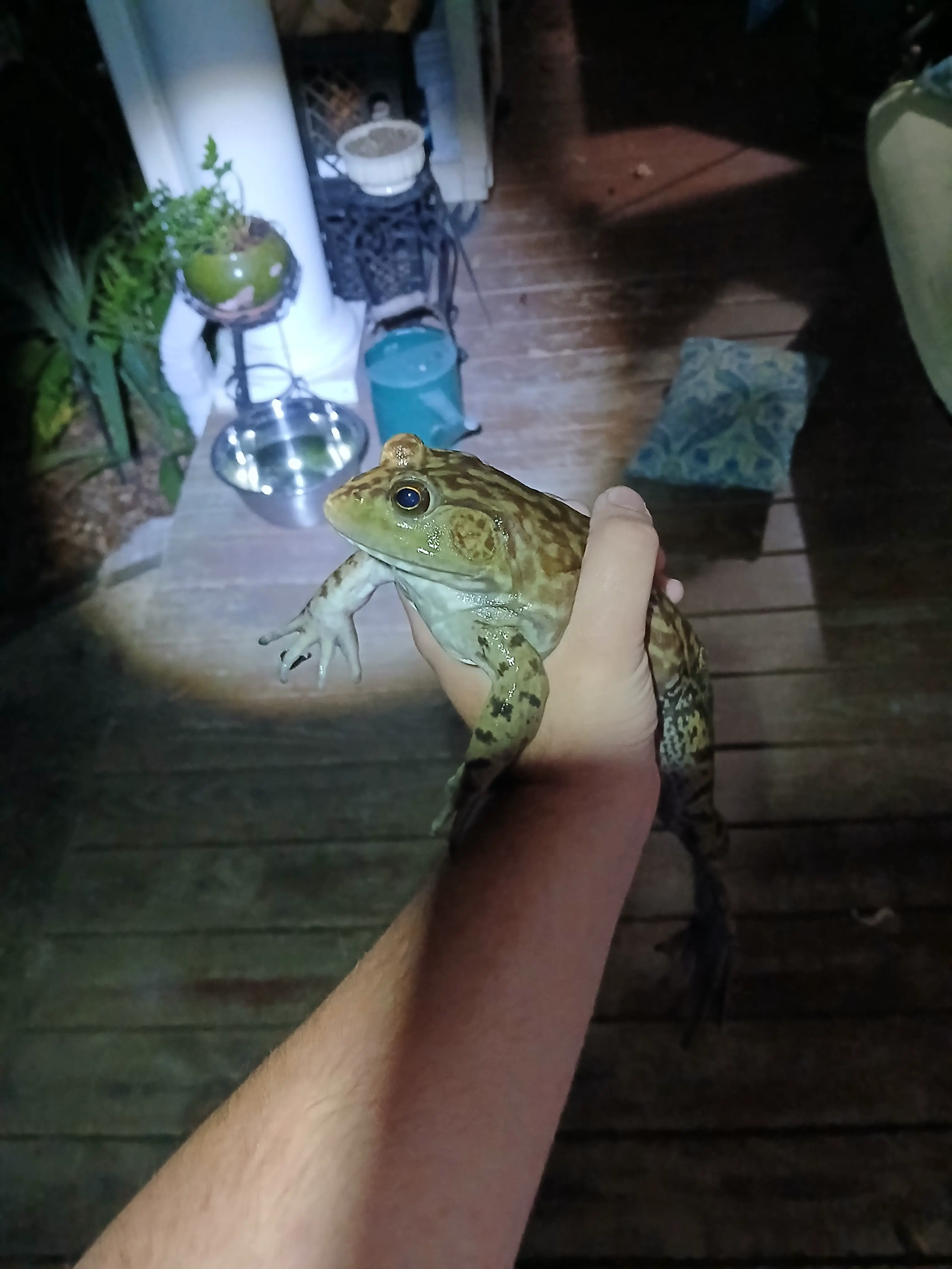 16 Absolute Units You Have to See ✨ 22 Absolute Units of a frog I saved from my pool