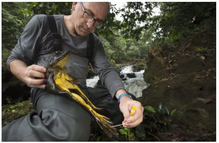 12 Absolute Units You Have to See ✨ 18 Absolute Units of a frog