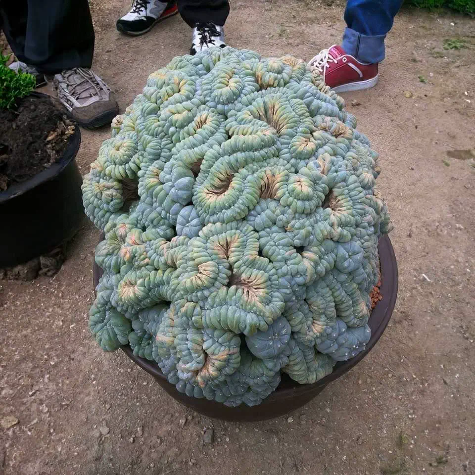 Can You Pick Your Favorite 15 Units? đ 26 Absolute Units of a giant crested peyote