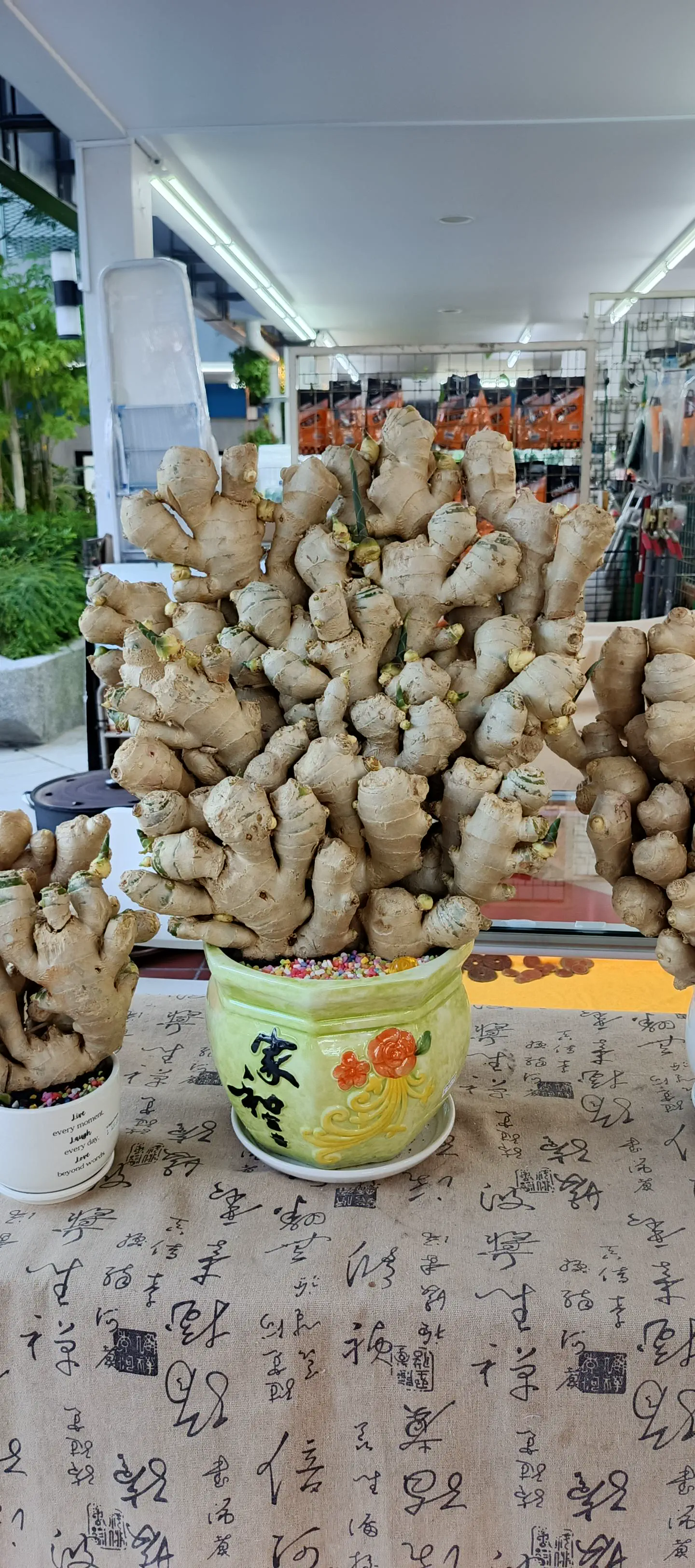 20 Unbelievable Massive Marvels That Will Stun You! đ 35 Absolute Units of a ginger plant. Spotted at my local hair salon.