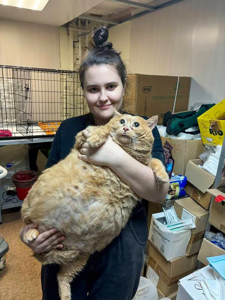 8 Massive Creatures That Are Simply Unbelievable! 🐾🌟 11 Absolute Units of a Ginger Tabby