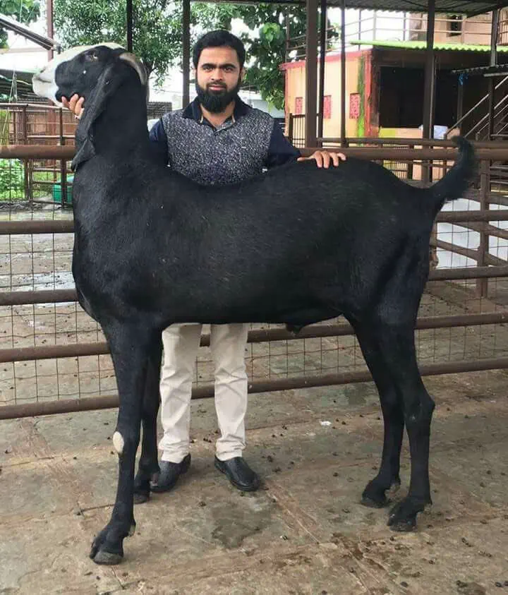 18 Chonky Legends That’ll Make You Gasp 🔥 36 Absolute Units of a Goat