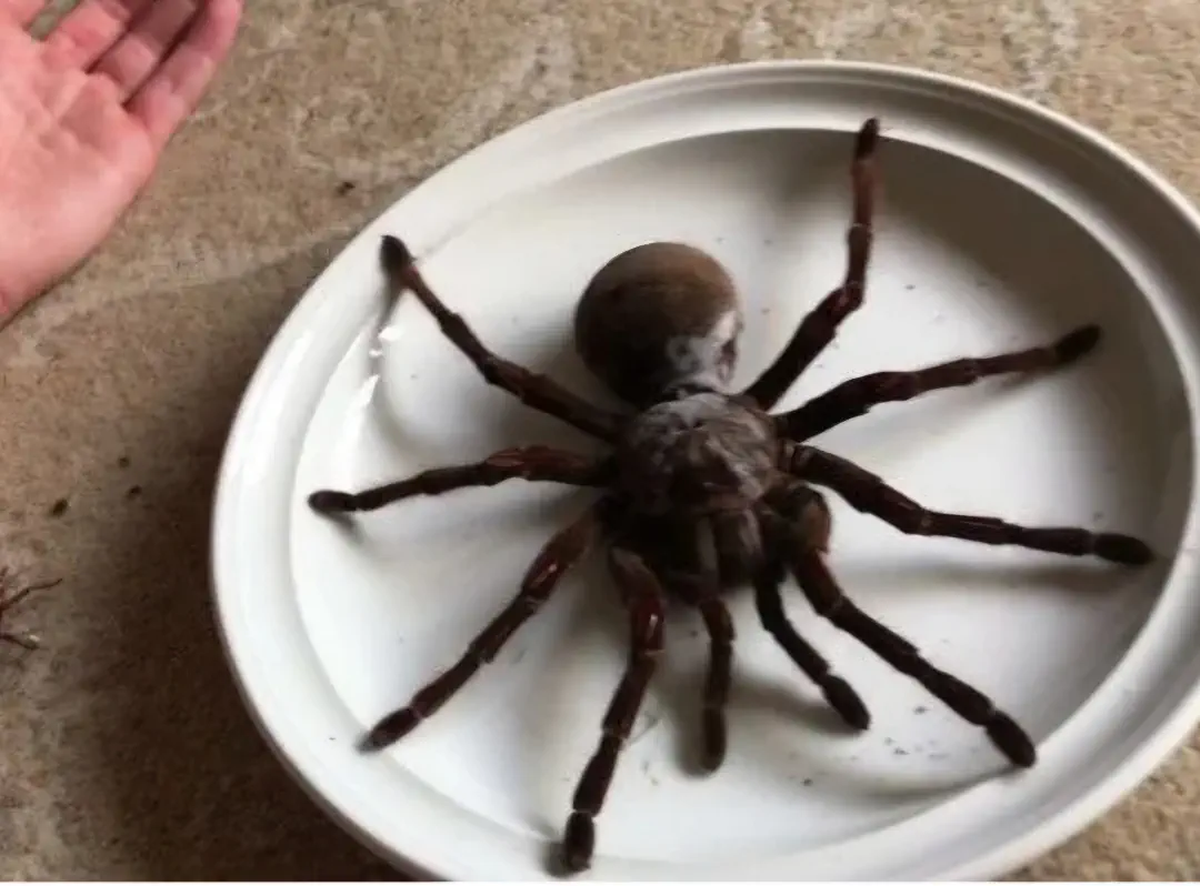 16 Unbelievable Behemoths You Need to See Right Now! đđ„ 30 Absolute Units of a Goliath Birdeater