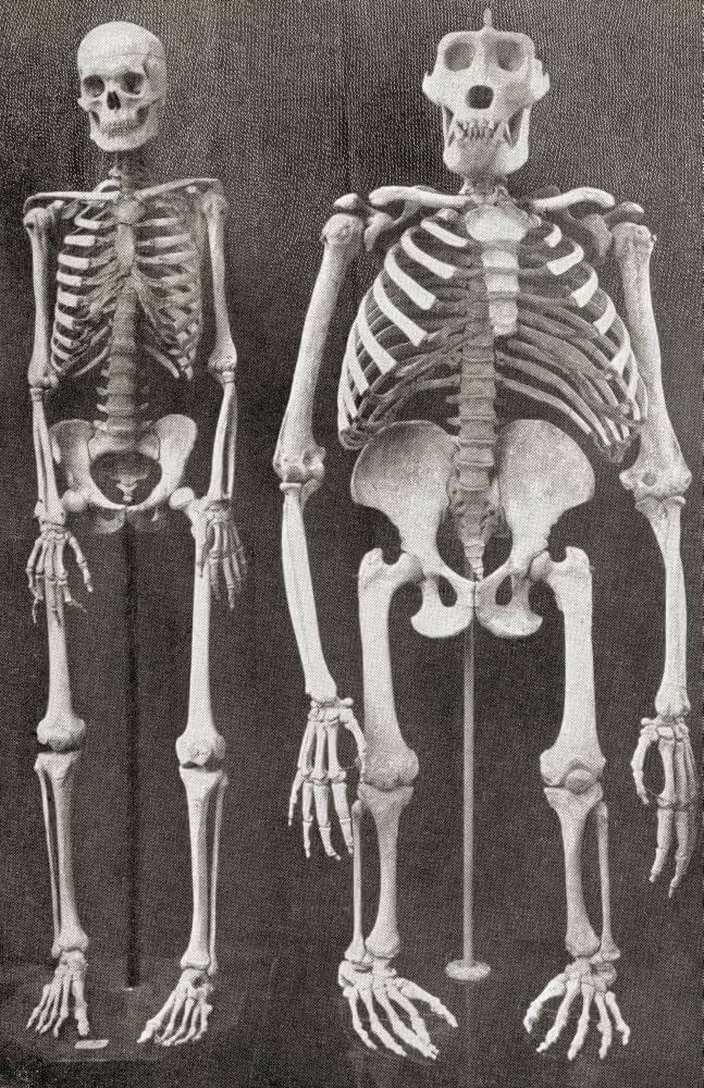 16 Mammoth Oddities You Need to See Now! đđŸ 18 absolute units of a gorillas skeleton compared to a humans