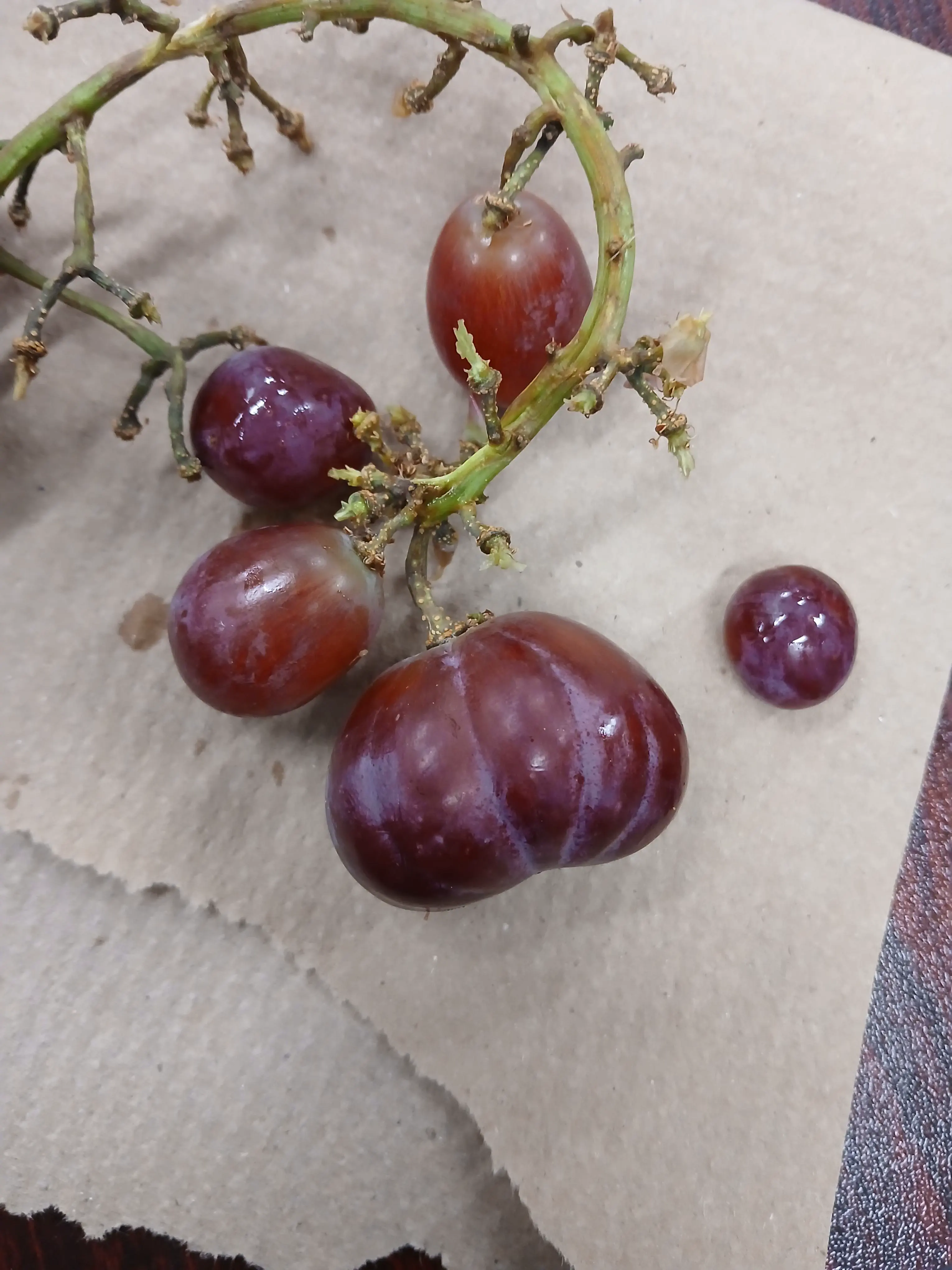20 Unbelievable Massive Marvels That Will Stun You! đ 40 Absolute Units of a grape
