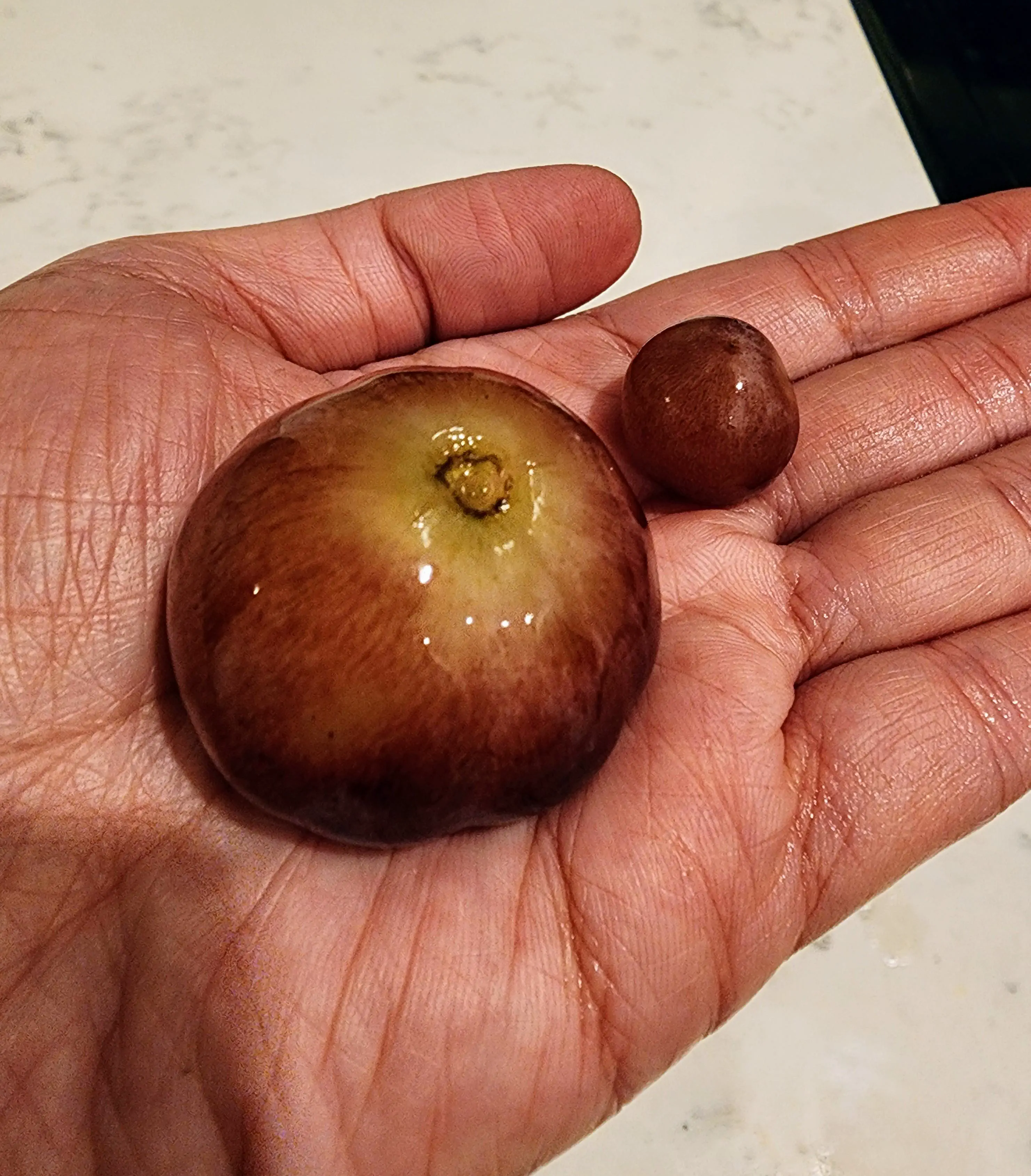Absolute Units of a grape. Like a mini grape pumpkin. 