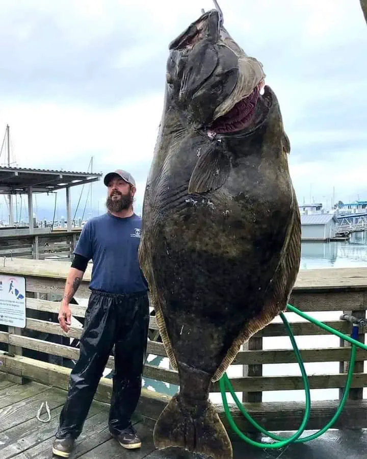 14 Oversized Wonders That Will Leave You in Awe! đ 28 Absolute Units of A Halibut