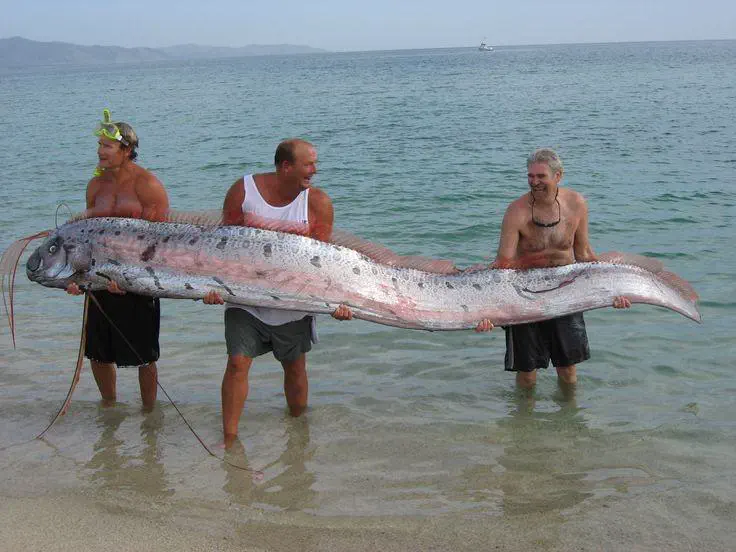 17 Wild Oddities That Redefine 'Massive'! đ 31 Absolute Units of a herring