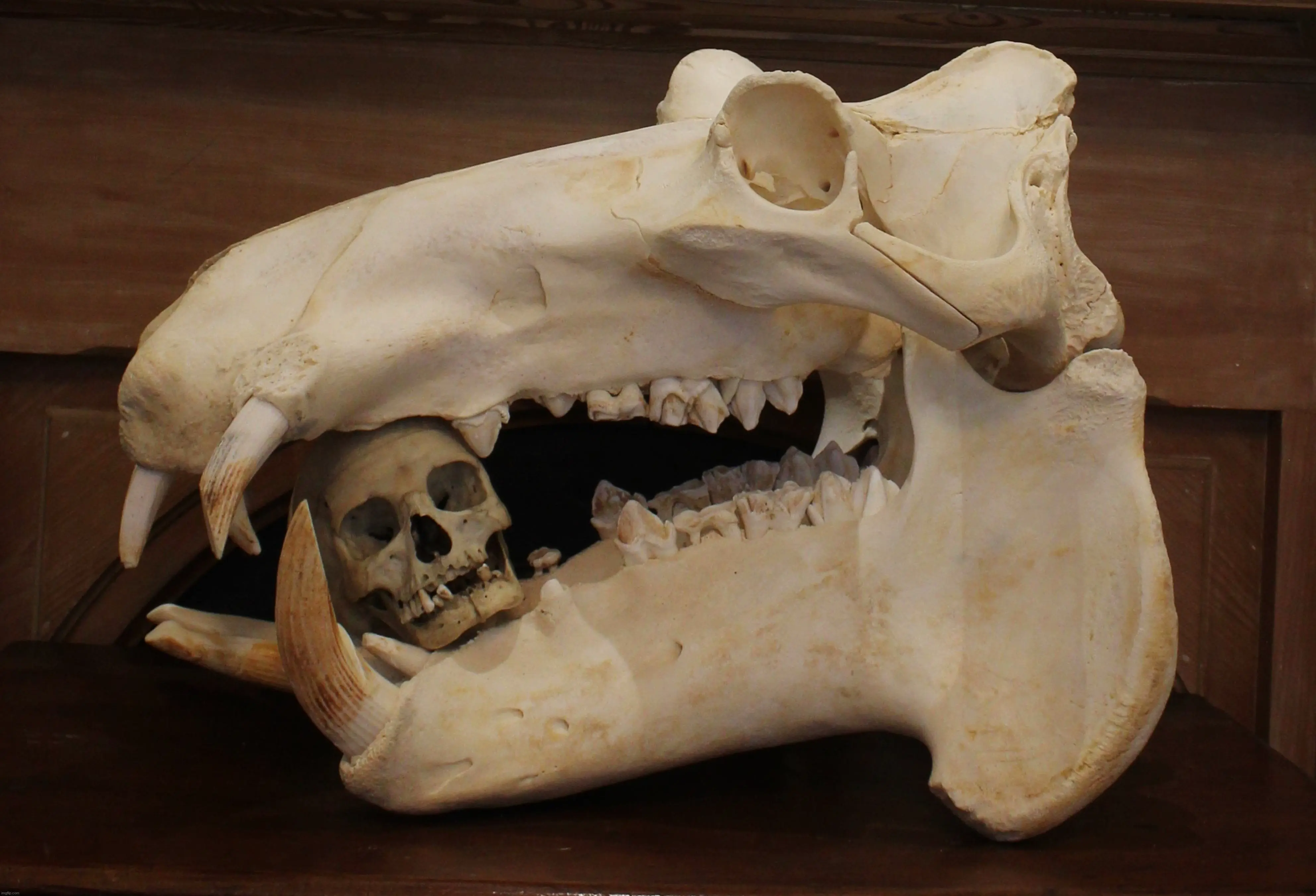 22 Absolute Beasts That Will Leave You in Awe! đŸđ„ 28 Absolute Units of a hippo skull