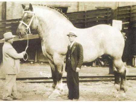 18 Chonky Legends That’ll Make You Gasp 🔥 23 Absolute Units of a horse, the biggest of its kind in 1928.