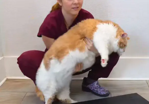 18 Insane Absolute Units That Will Blow Your Mind! đđŸ 26 Absolute Units of a house cat