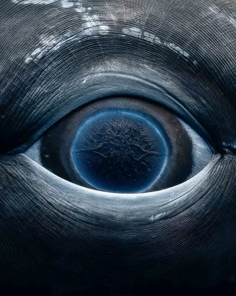 Absolute Units of a humpback whale eye!