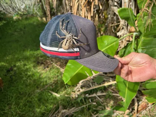 18 Insane Absolute Units That Will Blow Your Mind! đđŸ 38 Absolute Units of a Huntsman Spider