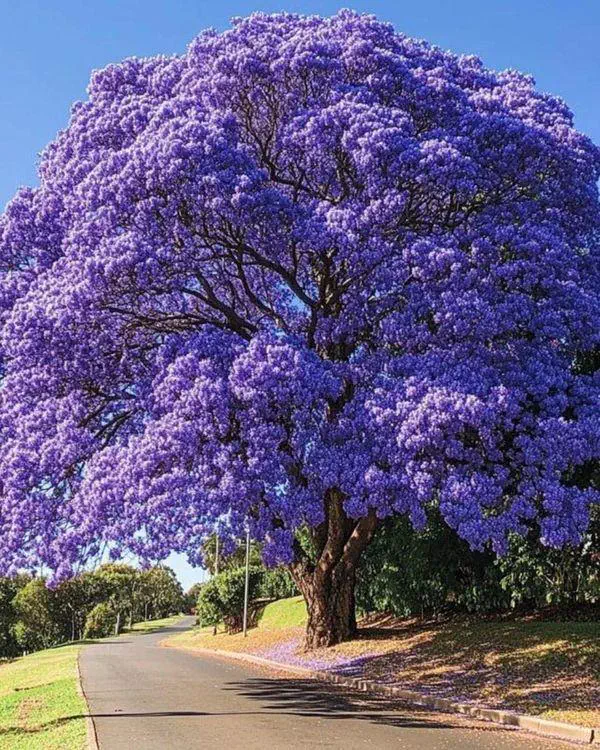 16 Unbelievable Behemoths You Need to See Right Now! đđ„ 20 Absolute Units of a Jacaranda