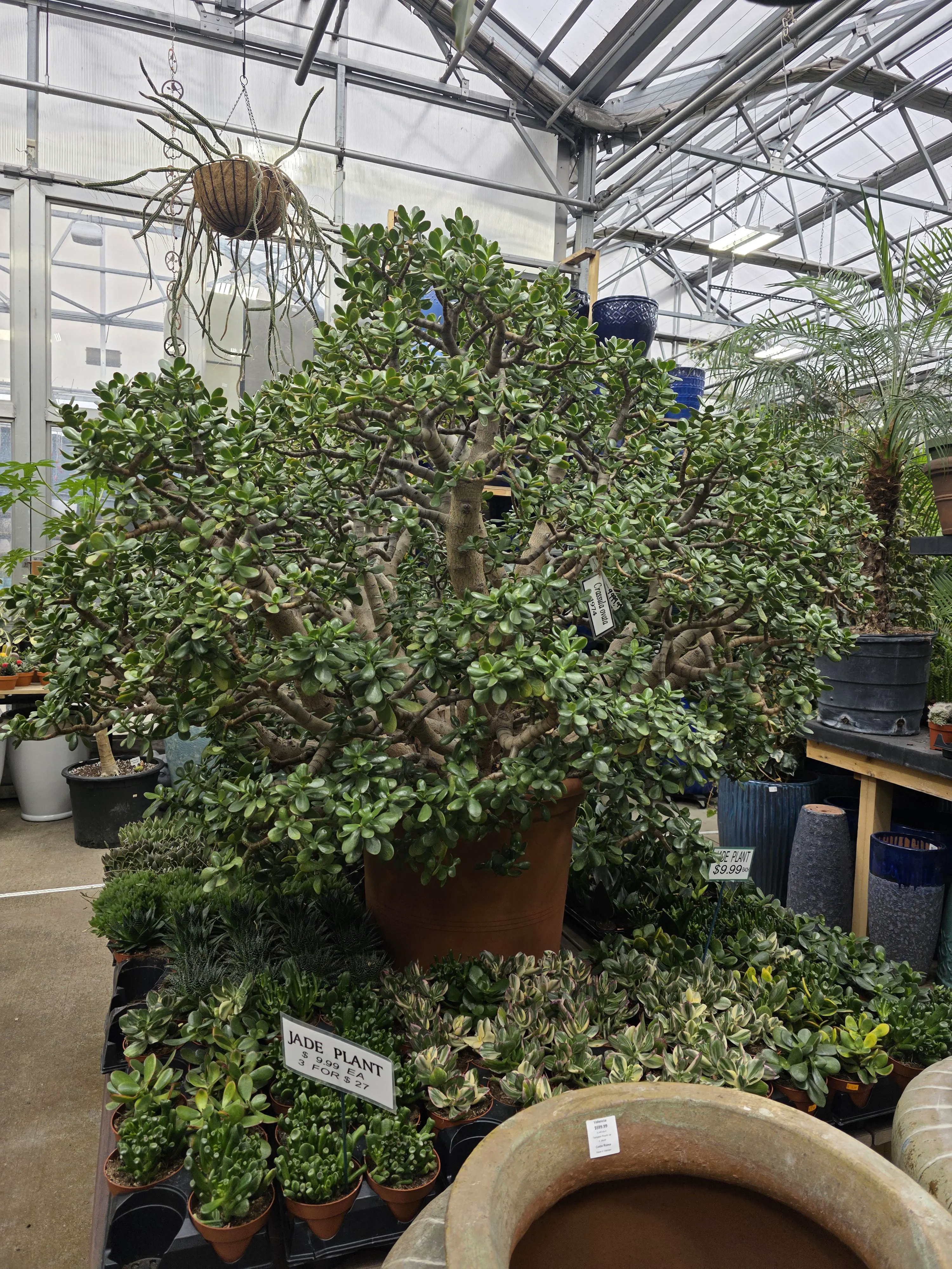 17 Unbelievably Huge Wonders You Must See! đđ 28 Absolute Units of a jade plant