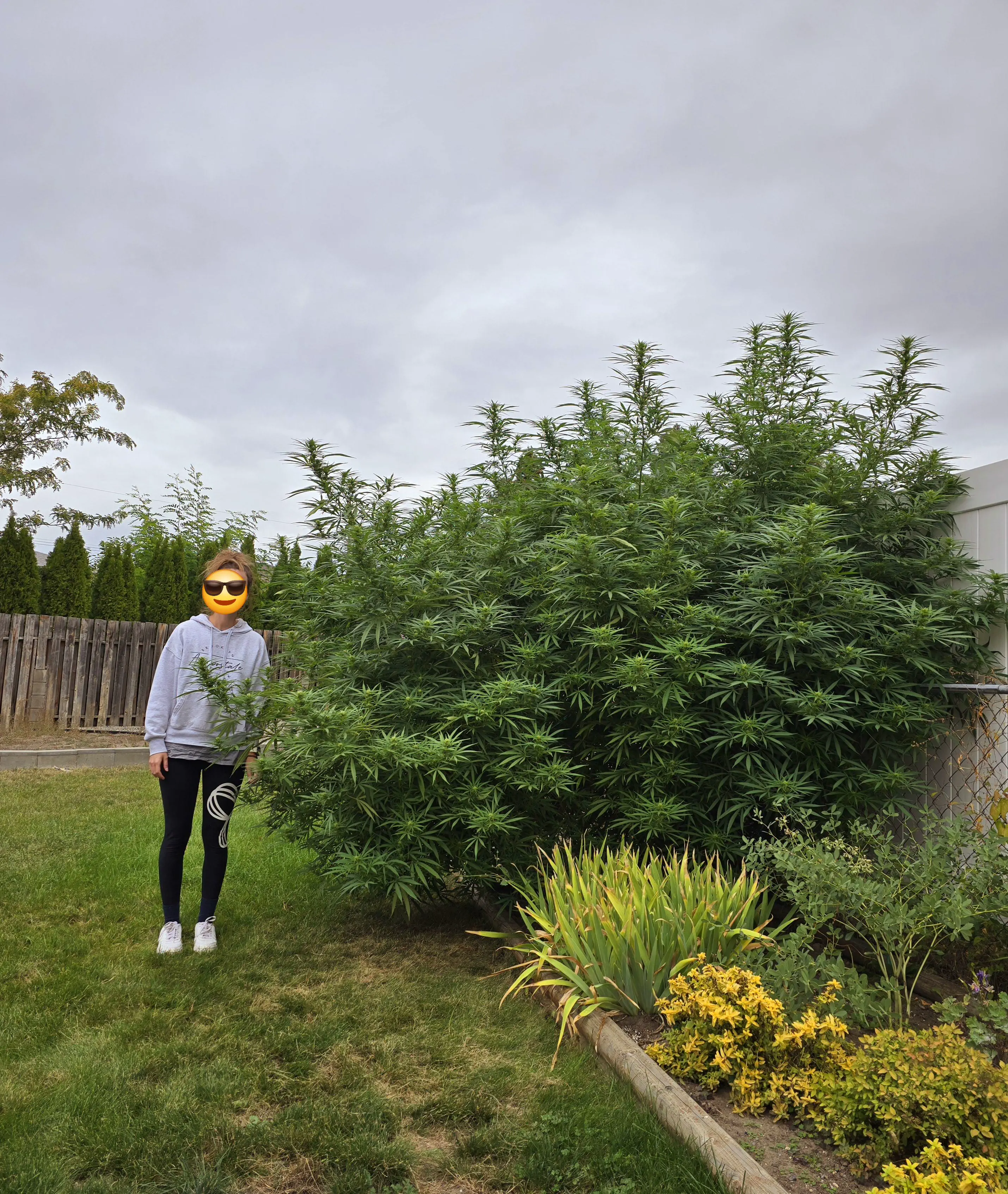 12 Absolute Units You Have to See ✨ 26 Absolute Units of a Jamaican tomato plant