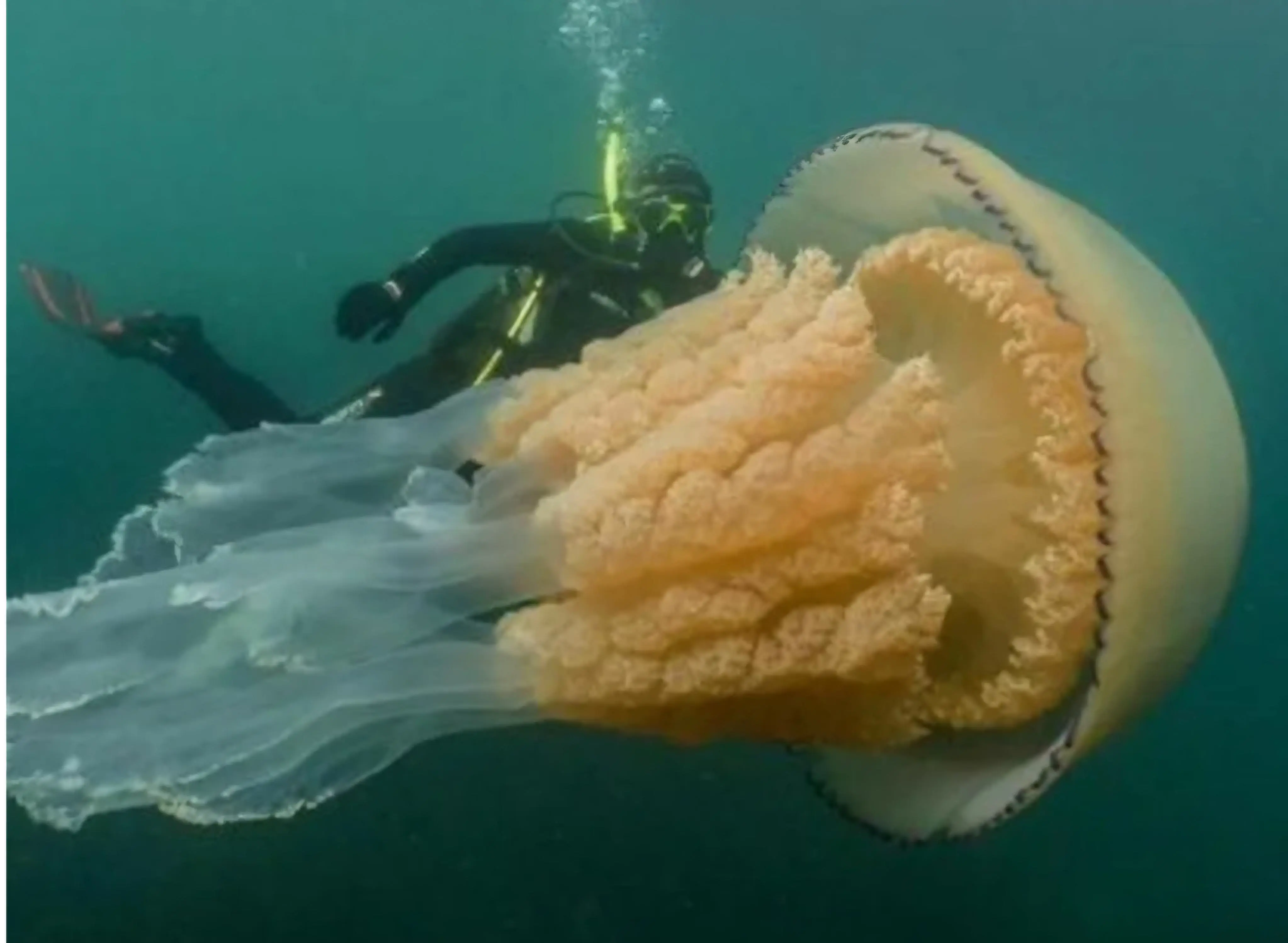 16 Unbelievable Behemoths You Need to See Right Now! đđ„ 28 Absolute Units of a jellyfish