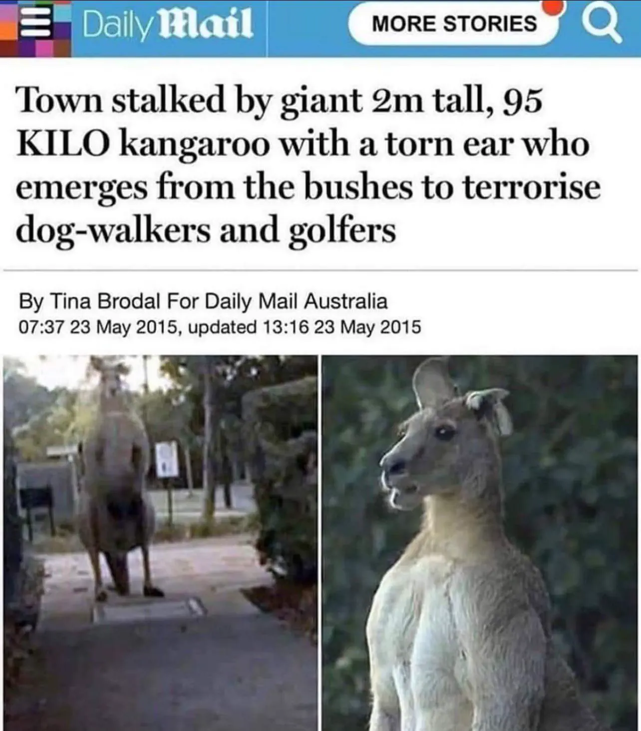 13 Giant Wonders That You Have to Witness! đ⥠21 Absolute Units of a kangaroo