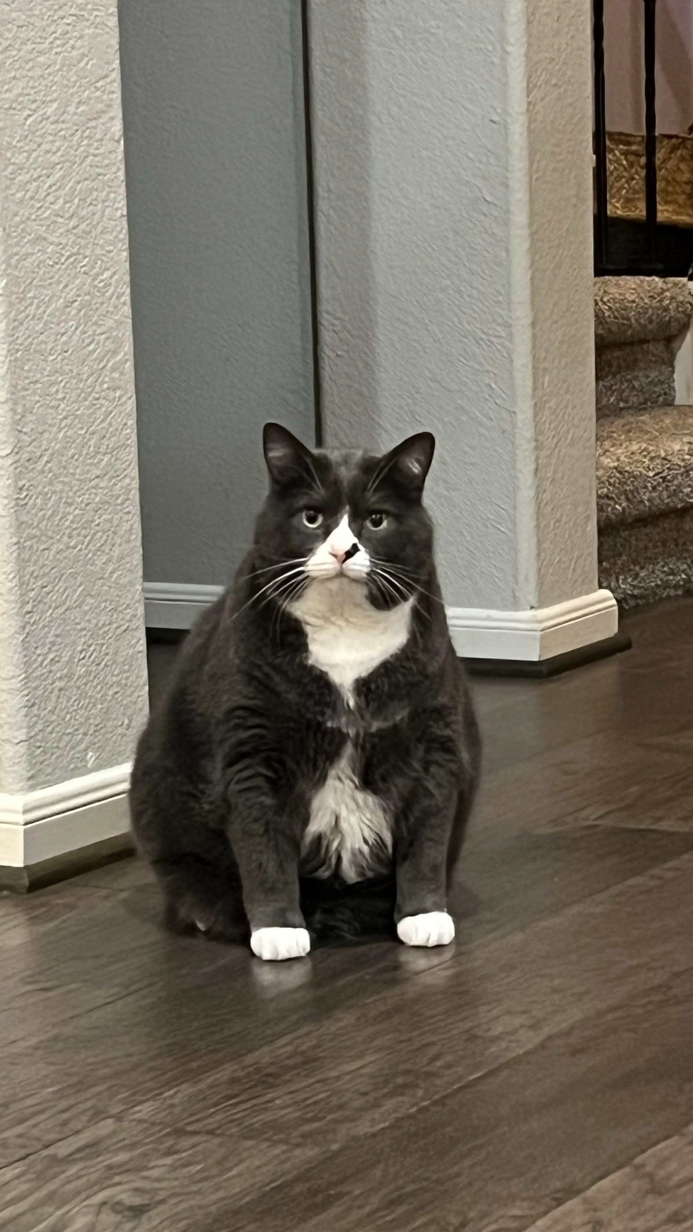 16 Absolute Units You Have to See ✨ 25 Absolute Units of a kitty at 22 pounds