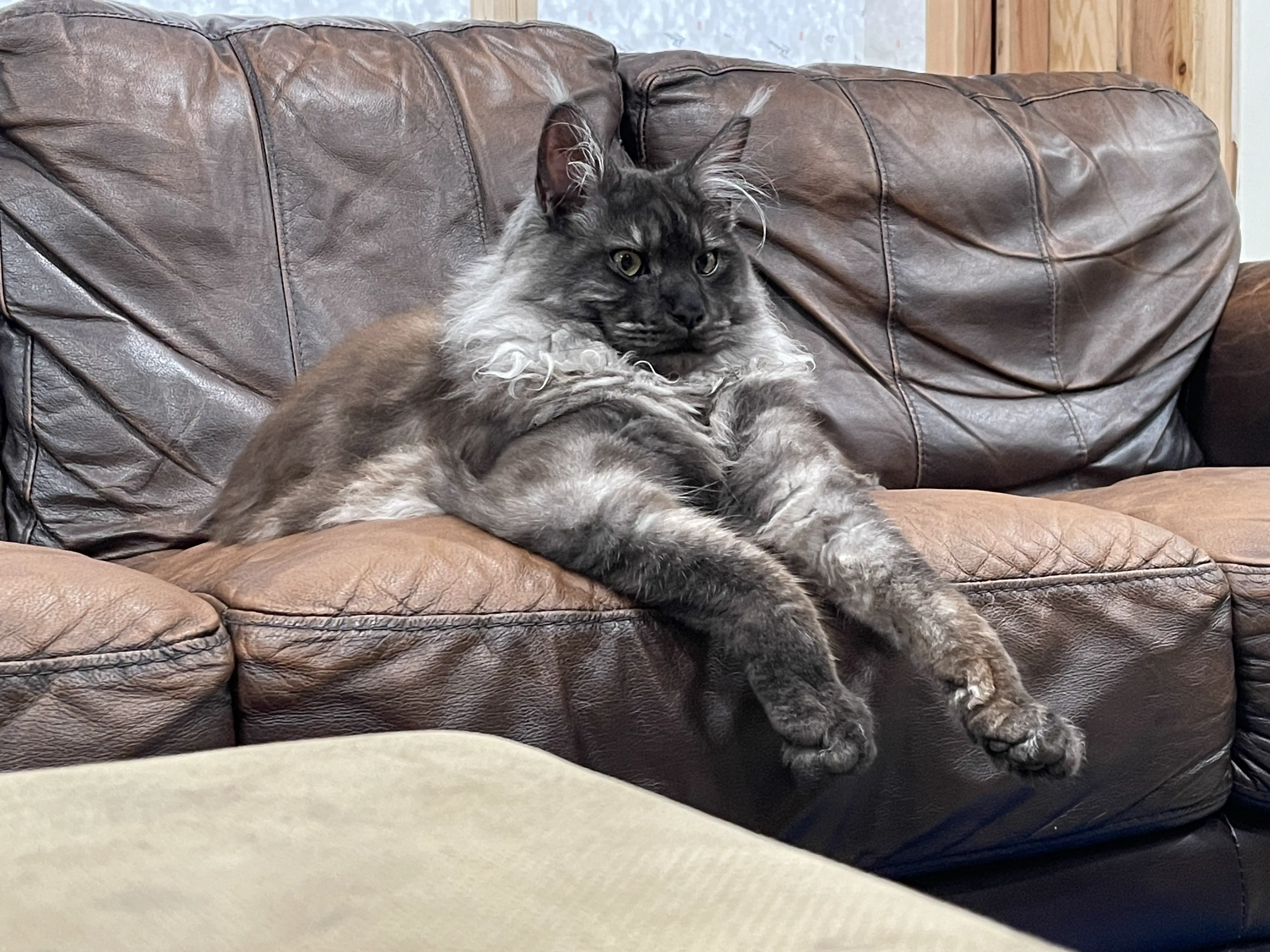 14 Oversized Wonders That Will Leave You in Awe! đ 30 Absolute Units of a kitty