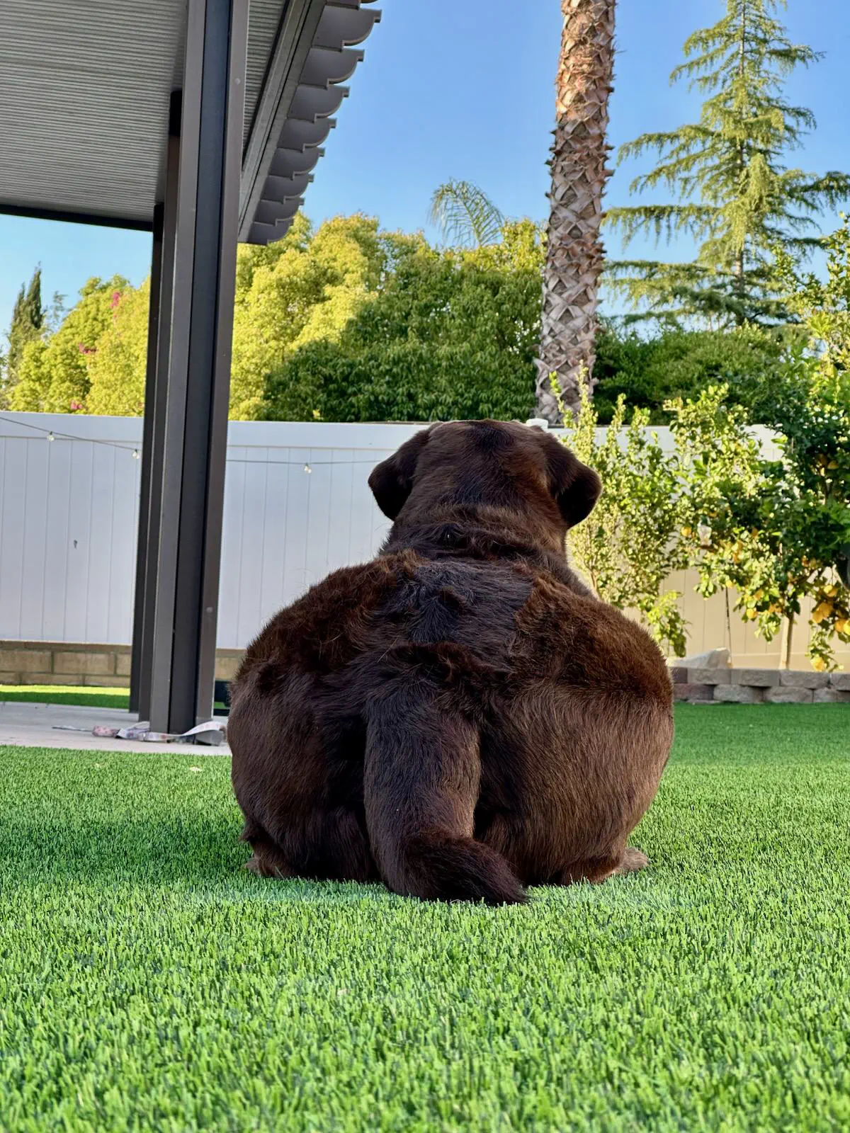 18 Insane Absolute Units That Will Blow Your Mind! đđŸ 33 Absolute Units of a lab's junk in the trunk