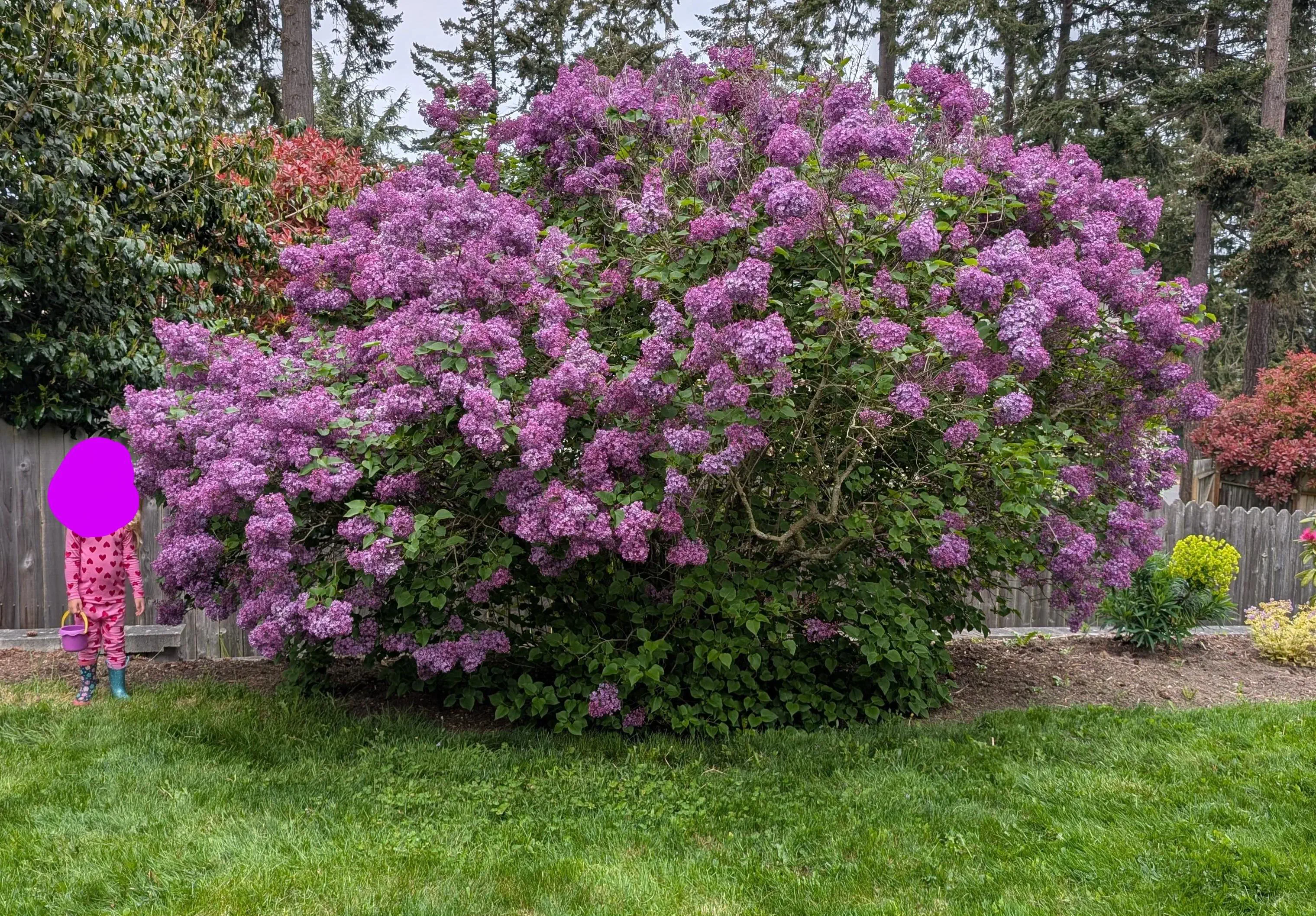18 Insane Absolute Units That Will Blow Your Mind! đđŸ 31 Absolute Units of a Lilac bush