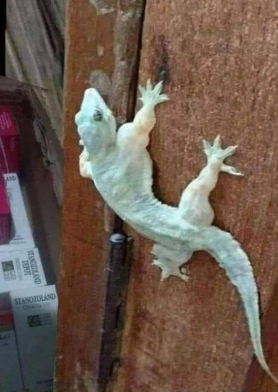 22 Absolute Beasts That Will Leave You in Awe! đŸđ„ 25 Absolute Units of a lizard