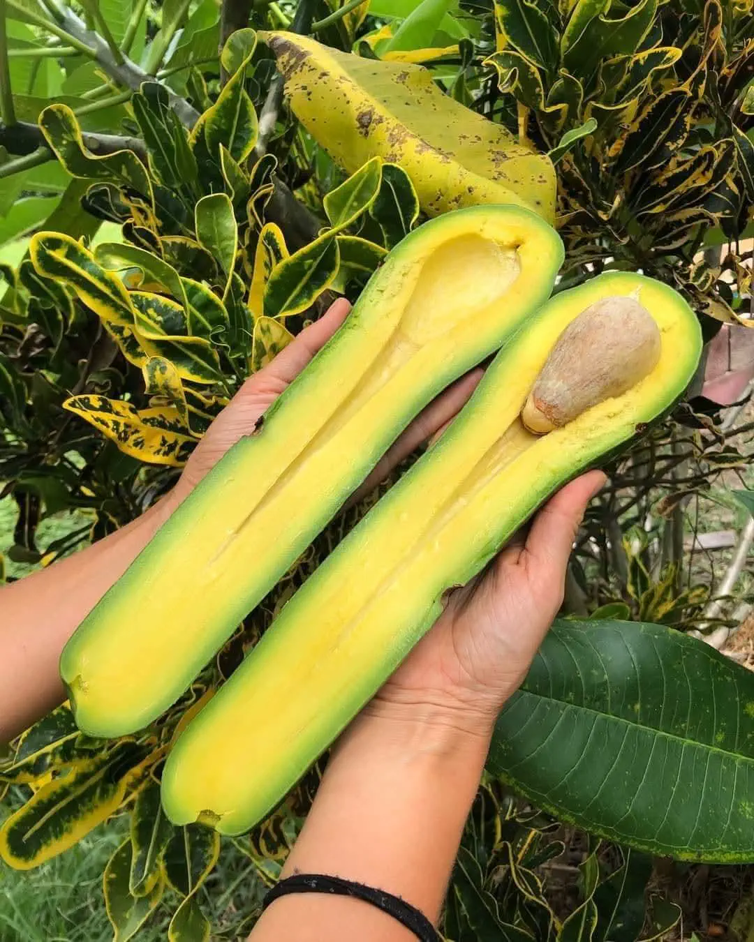 16 Mammoth Oddities You Need to See Now! đđŸ 30 Absolute Units of a long Avocado