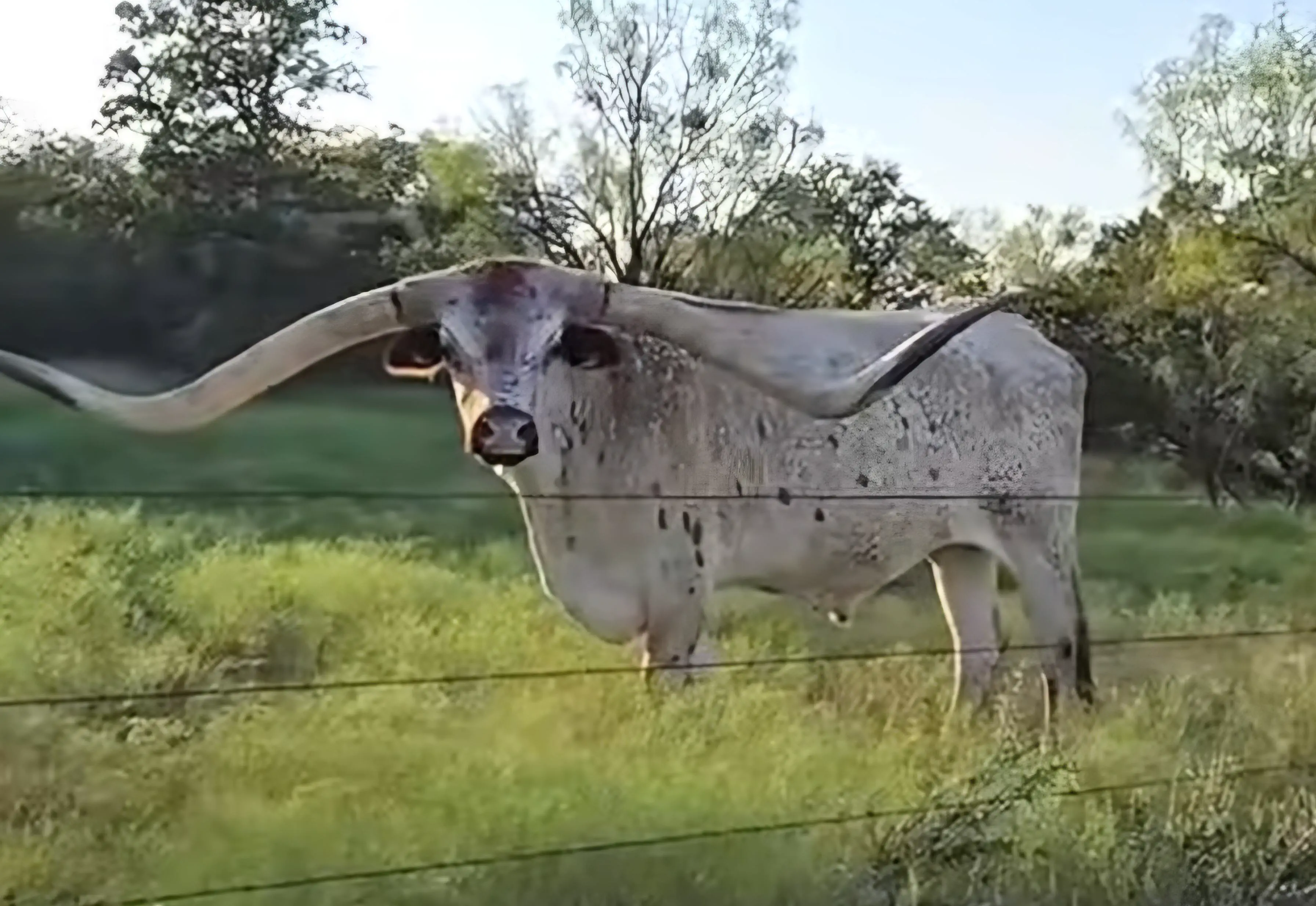 16 Unbelievable Behemoths You Need to See Right Now! đđ„ 23 Absolute Units of a longhorn