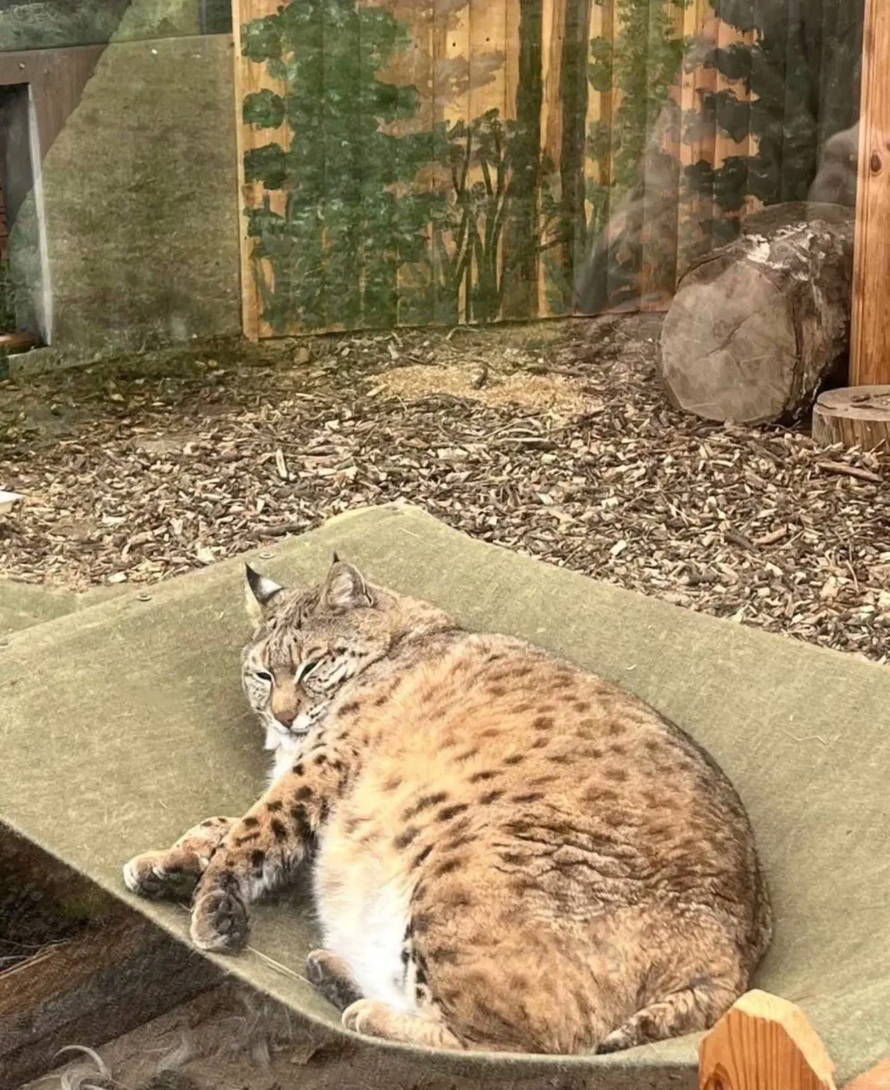 20 Unbelievable Massive Marvels That Will Stun You! đ 32 Absolute Units of a lynx!