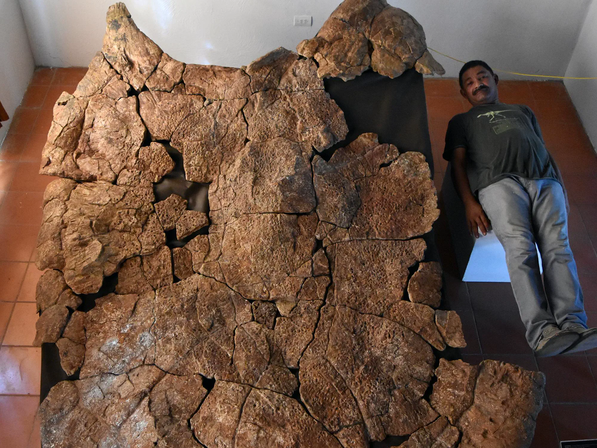 Can You Pick Your Favorite 15 Units? đ 32 Absolute Units of a male carapace of Stupendemys geographicus (turtle),man for scale