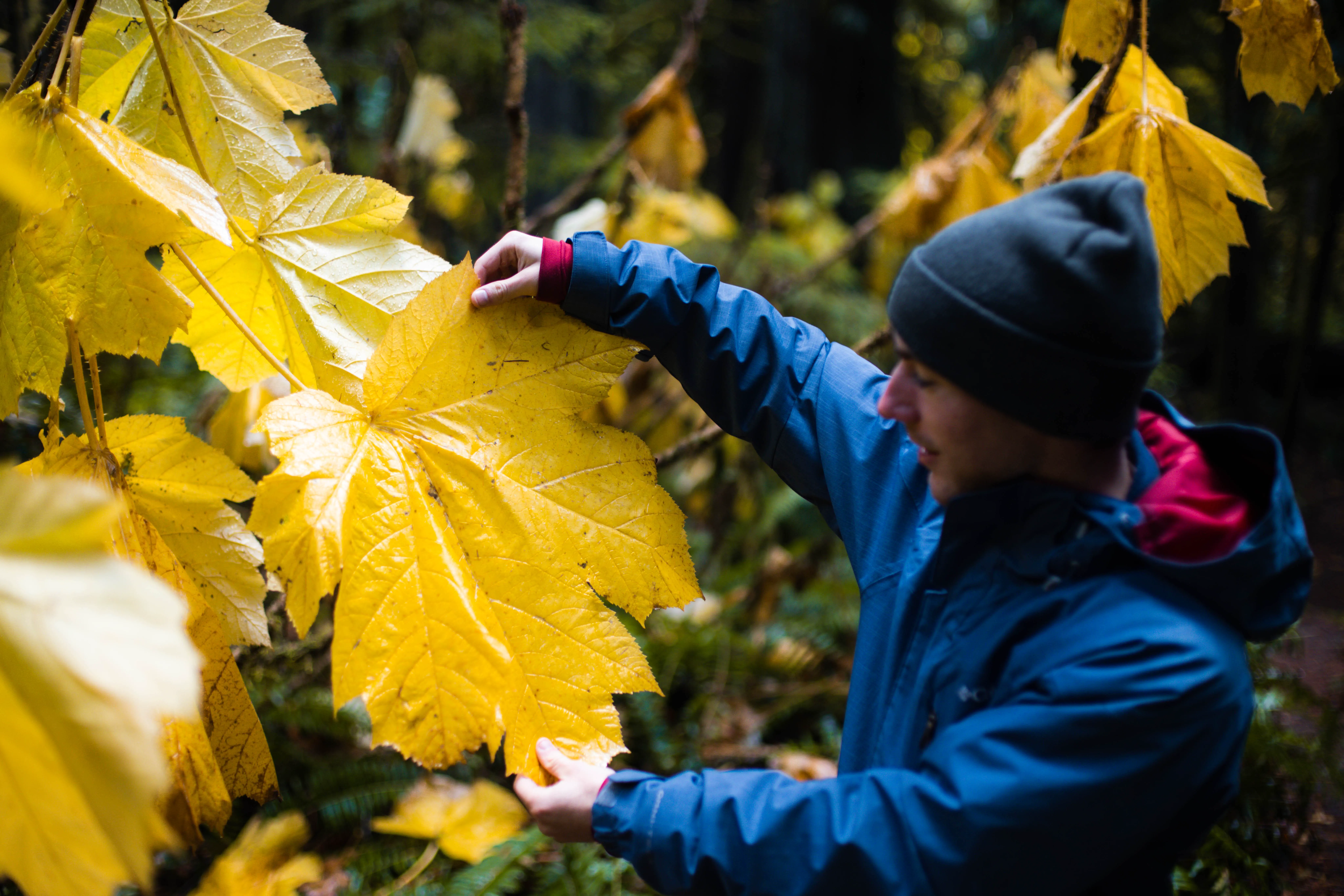 14 Oversized Wonders That Will Leave You in Awe! đ 18 Absolute Units of a Maple Leaf