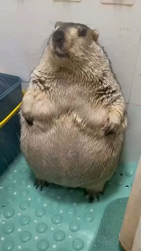 18 Enormous Absolute Units That Defy Expectations! đŸ 36 Absolute Units of a marmot