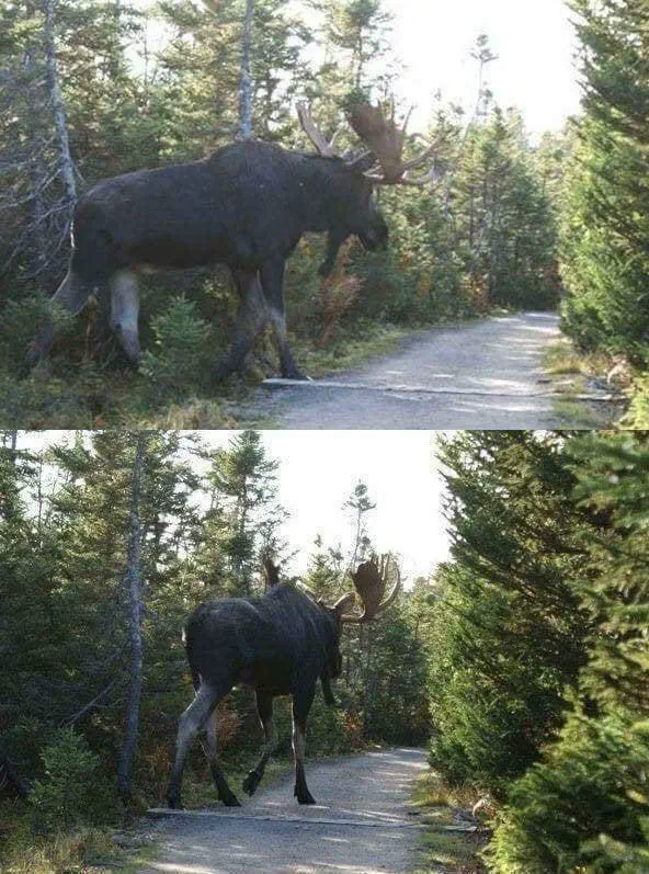 16 Absolute Units You Have to See ✨ 26 Absolute Units of a moose