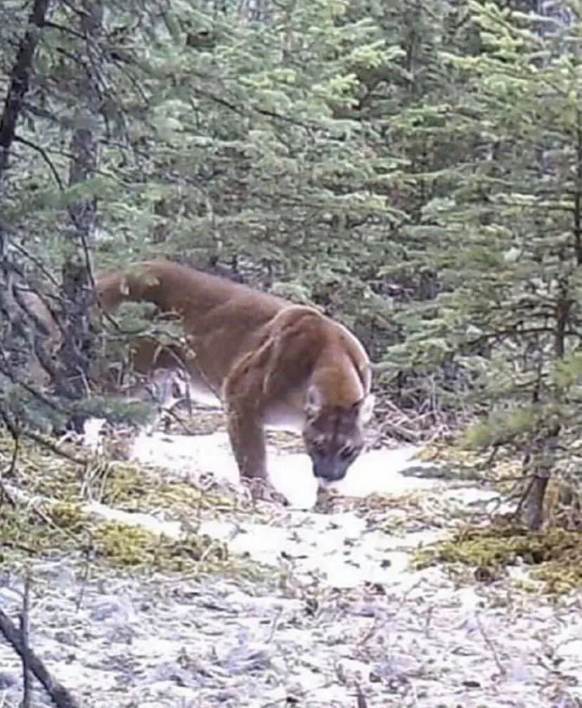 22 Absolute Beasts That Will Leave You in Awe! đŸđ„ 27 Absolute Units of a mountain lion