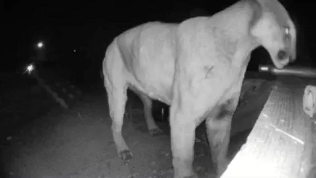 14 Absolute Units You Have to See ✨ 24 Absolute Units of a Moutan Lion.
