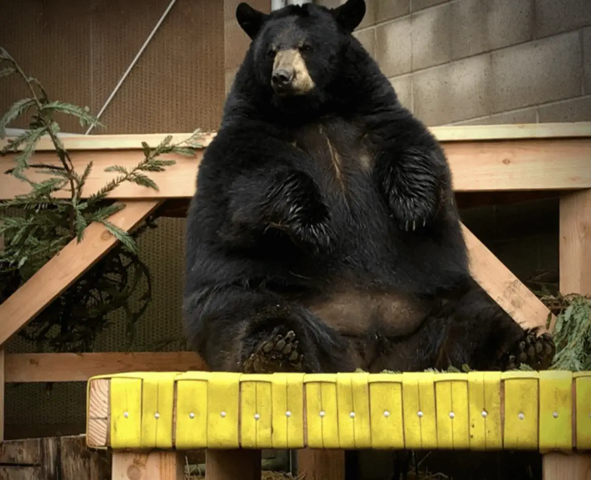 18 Insane Absolute Units That Will Blow Your Mind! đđŸ 28 Absolute Units of a new bear at the Sequoia Park Zoo