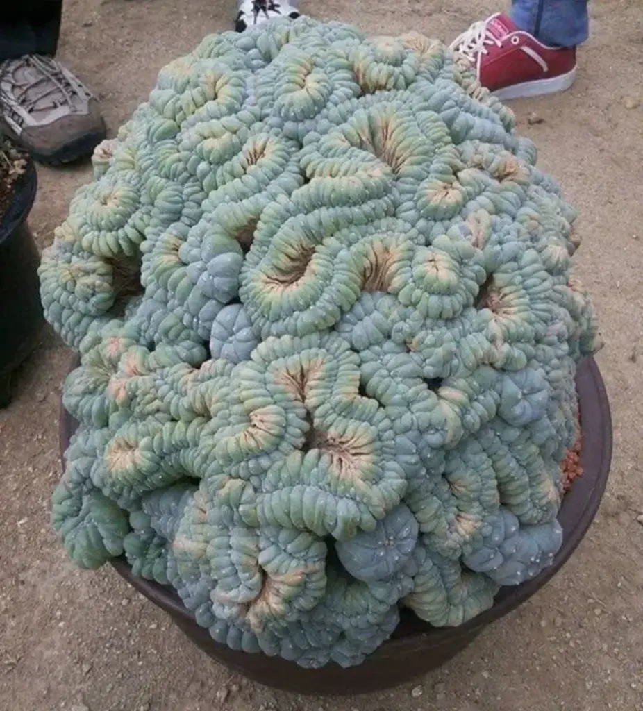20 Unbelievable Massive Marvels That Will Stun You! 🐘 43 absolute units of a peyote cactus