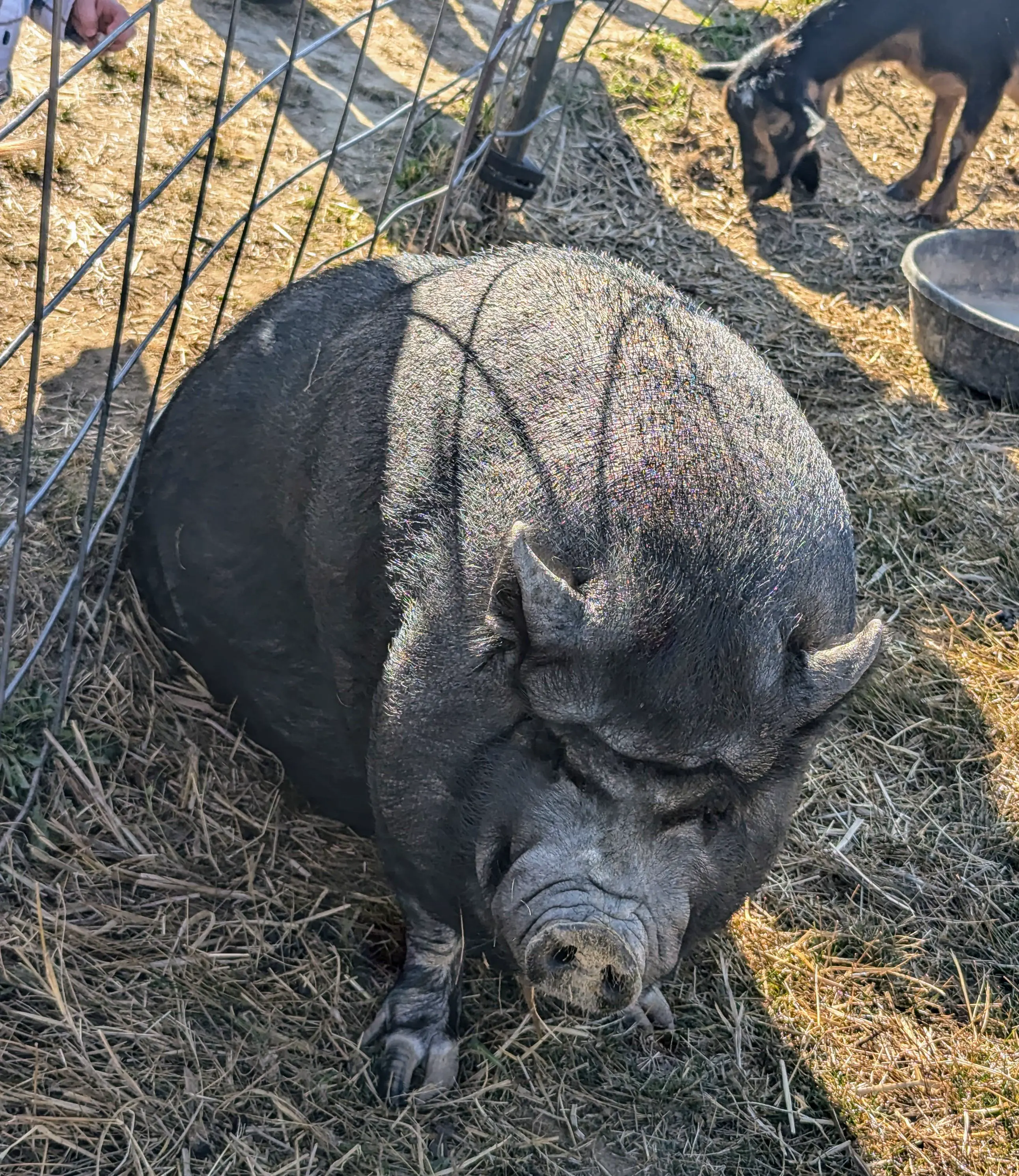 18 Chonky Legends That’ll Make You Gasp 🔥 22 Absolute Units of a potbellied pig