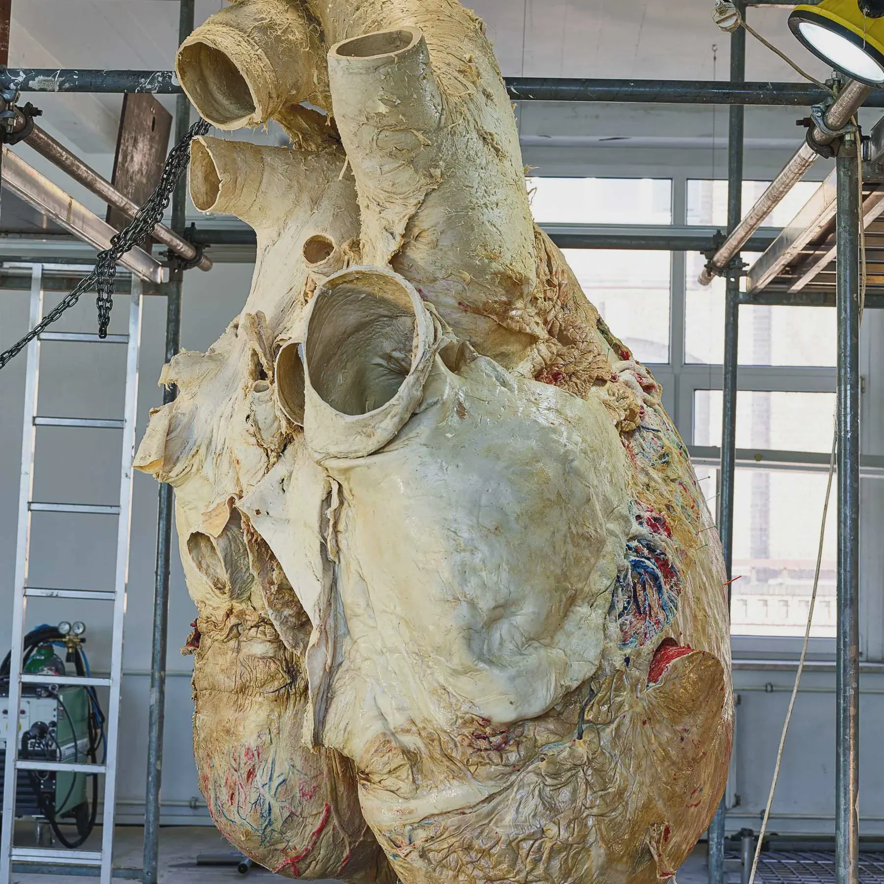 13 Giant Wonders That You Have to Witness! đ⥠22 Absolute Units of a preserved blue whale heart - weighing 440 pounds